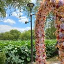 연꽃향기 | 한여름 연꽃 향기 가득했던 특별한 날, 2025 충남 부여 서동연꽃축제 후기