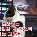 자신이 출연하는 영상 편집할 때 잔소리 하는 고양이A cat that nags when editing a video of itself 이미지