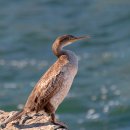 국제열쇠공사 | "코트라 통상직 후기: 합격 비결, 필기시험 준비법과 스펙 총정리!"