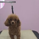 J 애견 미용 이미지