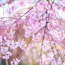 [블랙야크100 2023년 4월 15일 토요일]거창현성산& 필봉 수양 벚꽃 수송대 출렁다리산행 이미지
