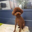 다사랑 애견 이미지