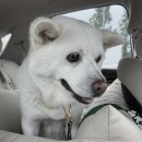 강릉 반려견 호텔 유치원 로젯펫살롱 세인트존스호텔점 이미지