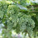 우물가의 미소 이미지