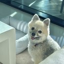 어린왕자스파애견펜션 이미지