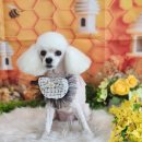 꿈꾸는강아지 이미지