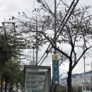 증산역 | [증산역 카페 펀스터] 퀸아망 &amp; 아몬드 크로아상 후기