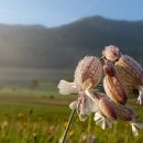 이화상조 이미지