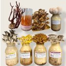 금빛농장 | 키트 느타리버섯 노루버섯 금빛버섯 엄마표 과학놀이...재배 집이 곧 농장 농장놀이 버섯아일랜드 느림...