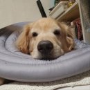 퍼피앤독 이미지