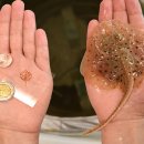 아싸가오리 이미지