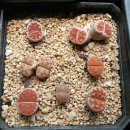 예쁜보석 이미지