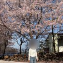 평지돌담집