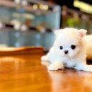 프리미엄캔넬 이미지