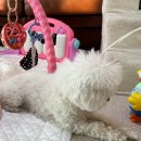 SM펫살롱 | 내돈내산 의정부 비숑프리제 SM펫살롱 애견미용 후기