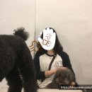 그냥개가좋아