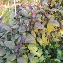 노을지는농장 이미지