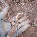 산더덕 재배지에서 수확된 산양삼 1뿌리 - 이미지