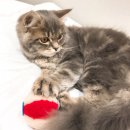 배방읍 광장로 이미지