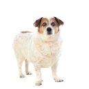 24시 송도힐 동물메디컬센터 이미지