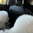 부산펫렛펫택시 이미지