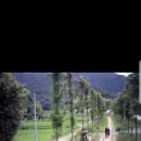 진교 메타세쿼이아길 이미지