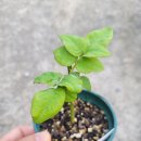 강화농약종묘사 이미지