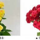 장미유통 이미지