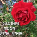 ⚘️2월26일 수요일 강방출석부⚘️ 이미지