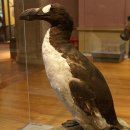 펭귄PC방 이미지