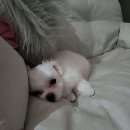 마리오펫 이미지