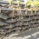 영광 법성포 굴비거리 이미지