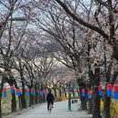 4월5일(수)안양천 벚꽃길(마감합니다) 이미지