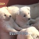 동물농장 - 양산시 양산역로 85 | 동물농장