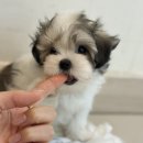 이정훈 강아지 하남본점 이미지