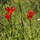 나리반점 이미지