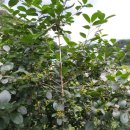 밀마운트농장 이미지