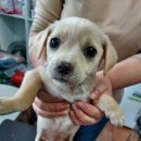 인월동물병원 이미지