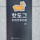 핫도그 반려견 유치원 이미지