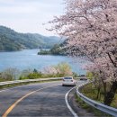 (주)오래온라이프사이언스 | 👉 대전 4월 벚꽃 여기 안 가면 진짜 손해 TOP5