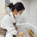멍개 그루밍 네이버블로그