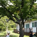 로뎀나무아래 이미지