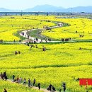 낙동강관리본부 대저생태공원 6 이미지