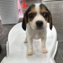 제주헬로우펫 이미지