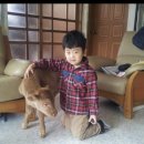 우리가축 인공수정 이미지