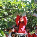 비봉초교 병설유치원 이미지