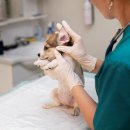 서울앤 동물병원 이미지