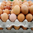 국민 반찬 계란, 위생적이고 안전한 계란 고르는 방법~! 이미지