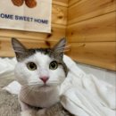 이츠펫 살롱 이미지