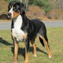 그레이터 스위스 마운틴 도그(Greater Swiss Mountain Dog) 이미지